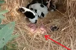 Nghe tiếng động lạ trên cánh đồng, người dân chạy tới thì sững sờ trước 1 thứ trong ổ chó