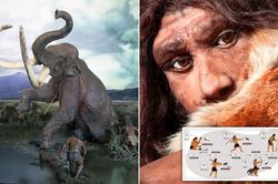 'Vị thế' của con người trong chuỗi thức ăn chỉ tương tự như loài lợn nhà!