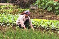 Chăm sóc cây vụ đông, đảm bảo nguồn cung cho thị trường tết