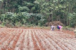 Vĩnh Linh: Xuống giống 1.200 ha lạc