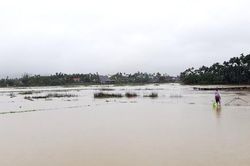Quảng Ngãi: Mưa lớn, hàng ngàn hecta lúa mới sạ bị ngập úng nặng