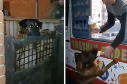 Rớt nước mắt chú chó sắp chết được chủ cho ăn bữa kem cuối cùng
