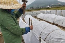 Nông dân Nghệ An phủ kín ni lông tránh rét cho mạ