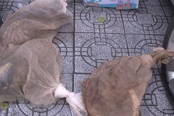 Phát hiện xe khách vận chuyển cầy hương không rõ nguồn gốc