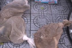 Xe khách vận chuyển cầy hương không rõ nguồn gốc