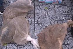 TT-Huế: Phát hiện xe khách chở hàng lậu và 3 cá thể động vật quý hiếm