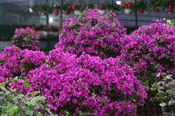Phố hoa lớn nhất thành Vinh rực rỡ ngày đầu năm