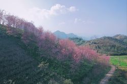 Đồi hoa anh đào ít người biết đến đang bung nở tuyệt đẹp ở cao nguyên Mộc Châu