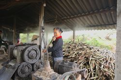 Làng mật mía đỏ lửa ngày đêm vào vụ Tết