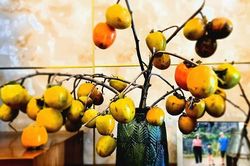 Cắt cành me rừng, bẻ nhánh táo mèo... chơi đã mắt rồi xơi luôn