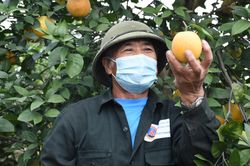 Trồng cam Vinh trái vụ trên đất Hải Dương, nông dân Thất Hùng thu lãi trăm triệu