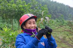 Nông dân Hà Tĩnh bận rộn với nghề 'tuốt lá ra tiền'