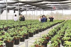 Hiệu quả ứng dụng công nghệ sinh học vào trồng trọt, chăn nuôi