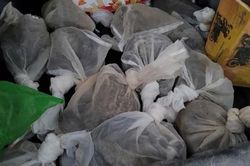 Giải cứu 8 cá thể cầy vòi hương còn sống, thuộc loài nguy cấp, quý hiếm