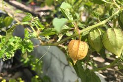 Những loại cây dại bỗng thành đặc sản, dân phố đua nhau săn lùng