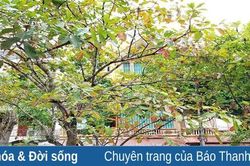 Viết cho tháng Chạp