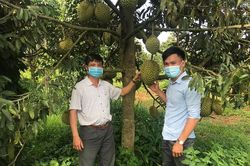 Kinh tế trang trại: Tín hiệu lạc quan