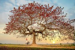 Chill cùng cây bàng cô đơn ở ngoại thành Hà Nội, lên ảnh đẹp đến 'rụng rời'