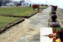 Nhà hàng, quán ăn 'hoang tàn', bãi biển đẹp ở Hà Tĩnh thành nơi chăn bò