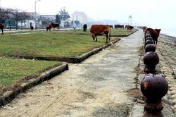COVID-19 'càn quét', hàng quán hoang tàn, bãi biển đẹp thành nơi chăn bò