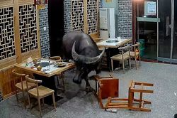 Trâu 'điên' hung hãn bất ngờ lao vào nhà hàng húc tung khách lên trời