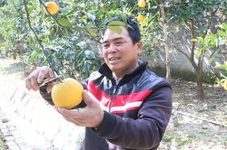 Đặc sản cam 'tiến vua' 100.000 đồng/quả vẫn hút khách dịp Tết