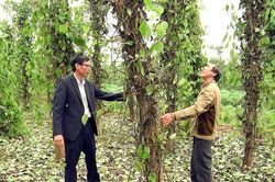 73 ha hồ tiêu bị nhiễm bệnh chết nhanh