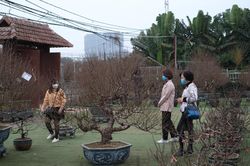 Cận cảnh vườn đào 'tiến Vua' gần 40 năm giá trăm triệu sẵn sàng chờ khách mua