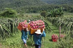 Tiêu thụ thanh long gặp khó: Bộ Công Thương đề xuất một loạt giải pháp tháo gỡ