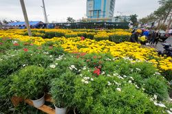 Tổ chức chợ hoa Tết Nhâm Dần 2022 từ ngày 22-1