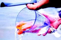 Thả phóng sinh một phong tục đẹp
