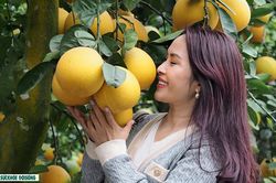 Bưởi cảnh lúc lỉu quả tràn ngập phố phường, sẵn sàng đón Tết