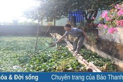 Thành công từ mô hình nuôi ốc nhồi