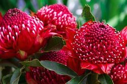 Các nhà khoa học giải trình tự gene loài hoa biểu tượng của Australia