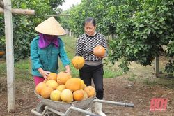 Vùng cây ăn quả vào vụ tết