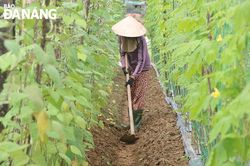 Tăng cường sản xuất rau xanh phục vụ thị trường Tết