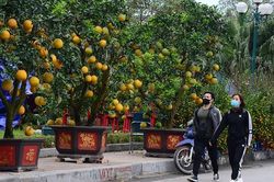 Không khí Tết nhộn nhịp tại khu chợ hoa xuân sớm nhất của Thủ đô