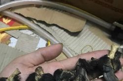 Sử dụng các sản phẩm từ thú quý hiếm: Tác dụng có như lời đồn?