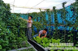 Tăng gia rau xanh trên đảo Đá ThịTin khácTiêm nhắc lại mũi 3 vắc xin COVID-19: Đảm bảo an toàn, nhanh chóng, hiệu quảĐẩy mạnh các giải pháp hỗ trợ tiêu thụ nông sản ùn ứ tại khu vực cửa khẩu