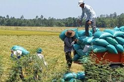 Kinh tế Nông nghiệp - Nông thôn Biến rơm rạ thành phân hữu cơ