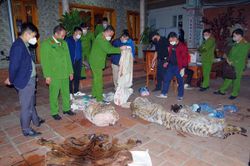 Bắt quả tang vụ giết hổ nấu cao ngay giữa sân nhà