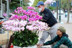 Muôn sắc lan hồ điệp giá hàng trăm triệu 'xuống phố' đón Tết