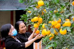 Đã mắt với vườn cam 'tiến vua' giá trên 70.000 đồng/quả ở Nghệ An