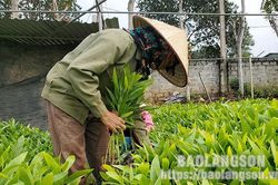 Bắc Lãng: Nâng cao thu nhập nhờ rừngTin khácTiêm nhắc lại mũi 3 vắc xin COVID-19: Đảm bảo an toàn, nhanh chóng, hiệu quảĐẩy mạnh các giải pháp hỗ trợ tiêu thụ nông sản ùn ứ tại khu vực cửa khẩu