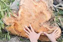 Tranh chấp rừng ở Dự án vùng nguyên liệu tràm năm gân