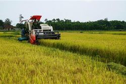 Triển khai nhiệm vụ trồng trọt và bảo vệ thực vật năm 2022