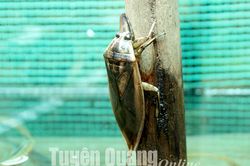 Hương vị cà cuống
