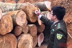 Xử lý nghiêm vụ việc khai thác rừng phòng hộ ở Thái Nguyên