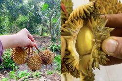 Nhặt được chùm sầu riêng mini, cô gái bổ ra mà ngỡ ngàng