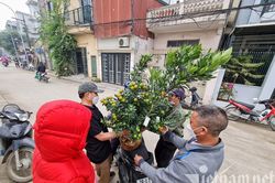 Khách Hà Nội thi nhau đặt quất hình mái nhà tranh, chủ mỏi tay ghi danh sách